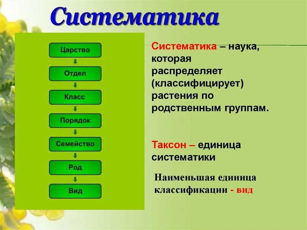 Порядок систематических таксонов животных. Систематика растений таксономические единицы. таксономические единицы таксоны растений. схема классификации растений таксоны. систематика таксонов сложноцветных.