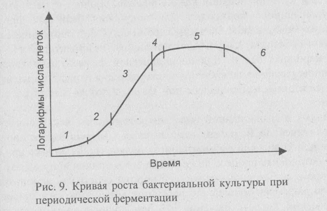 Стационарная кривая. Основные фазы Кривой роста периодической культуры микроорганизмов. Стадии роста микроорганизмов при культивировании. Кривая роста микробной культуры. Фазы роста периодической культуры бактерий.