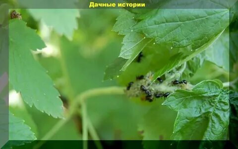 Вредители смородины крыжовника
