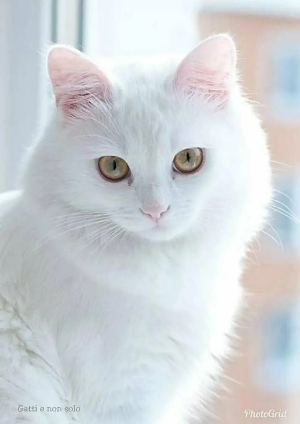 Белые кошечки картинки. Турецкая ангора белая. Турецкая ангора кошка. Турецкий Ван альбинос. Охос азулес длинношерстный.