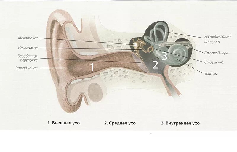 Слуховой аппарат строение анатомия. Строение уха и вестибулярного аппарата. Строение ухо и вестибулярный аппарат. Орган слуха и вестибулярный аппарат рисунок.