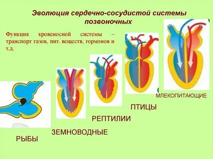 Особенности кровеносной системы позвоночных животных
