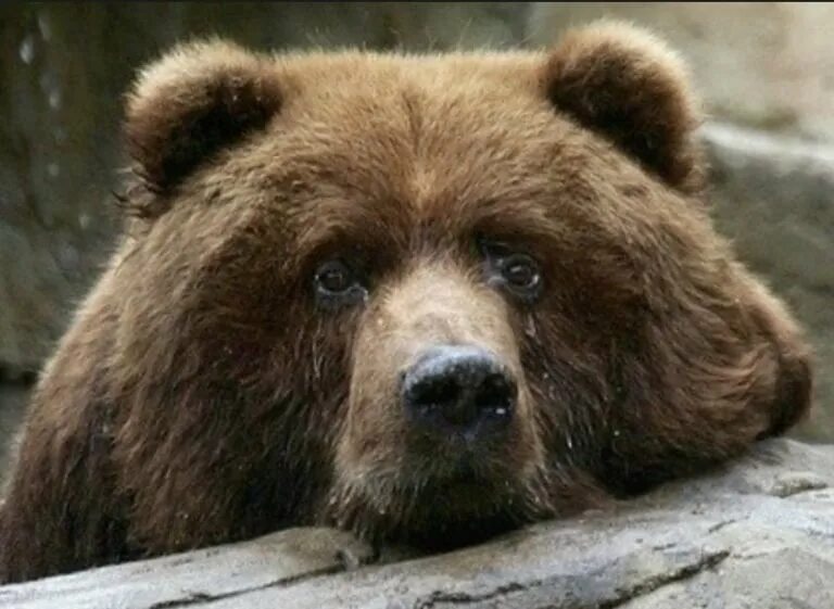 Мишка обиделся. Мишка обидится. Задумчивый медведь. Грустный медведь. Сердитый медвежонок.