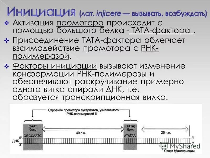 Промотор рнк полимеразы 2