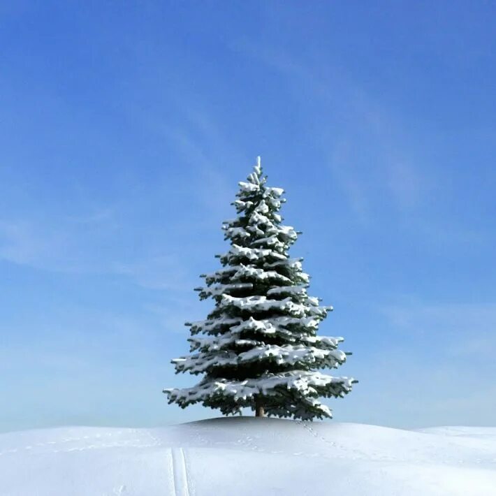 Елка зимой. В лесу стоит елка. Елка в лесу. Елка в лесу. Елочка зимой.