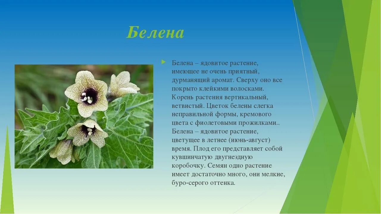 Рассказ о ядовитых растениях. Белена. Белена ядовитое растение. Белена чёрная, дурман, красавка (белладонна).. Белена Крымская.