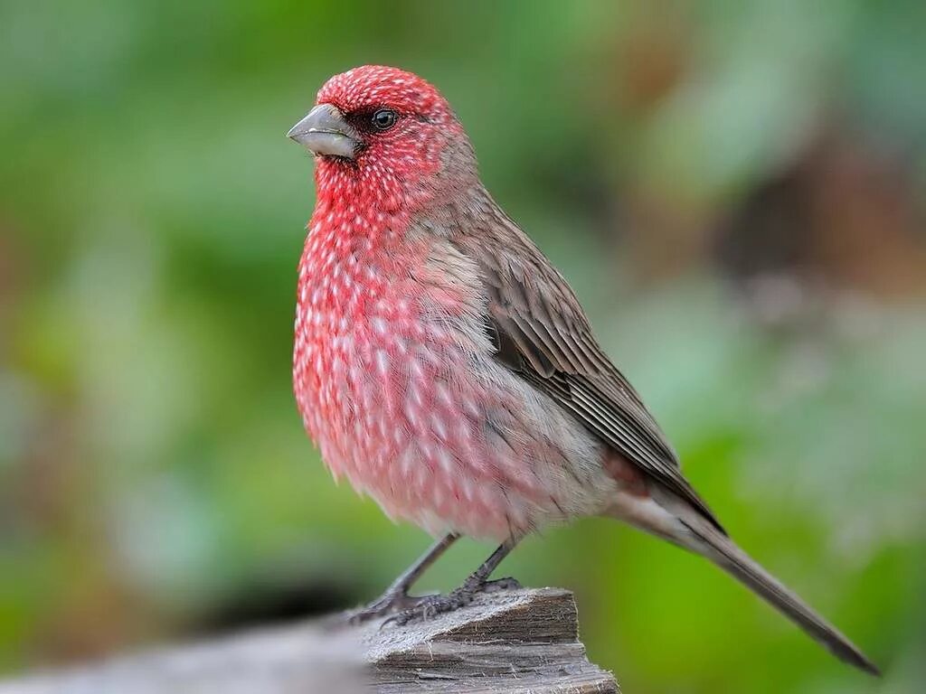 Маленькая розовая птица. Большая чечевица (Carpodacus rubicilla). Сибирская чечевица Carpodacus roseus. Обыкновенная чечевица Вьюрковые. Красный Воробей чечевица.