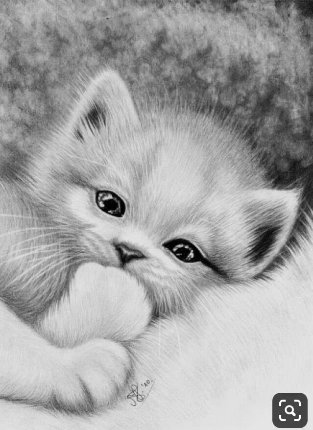 Покажи красивые рисунки. Красивые рисунки котят. Милые животные карандашом. Котенок карандашом. Милый котенок карандашом.