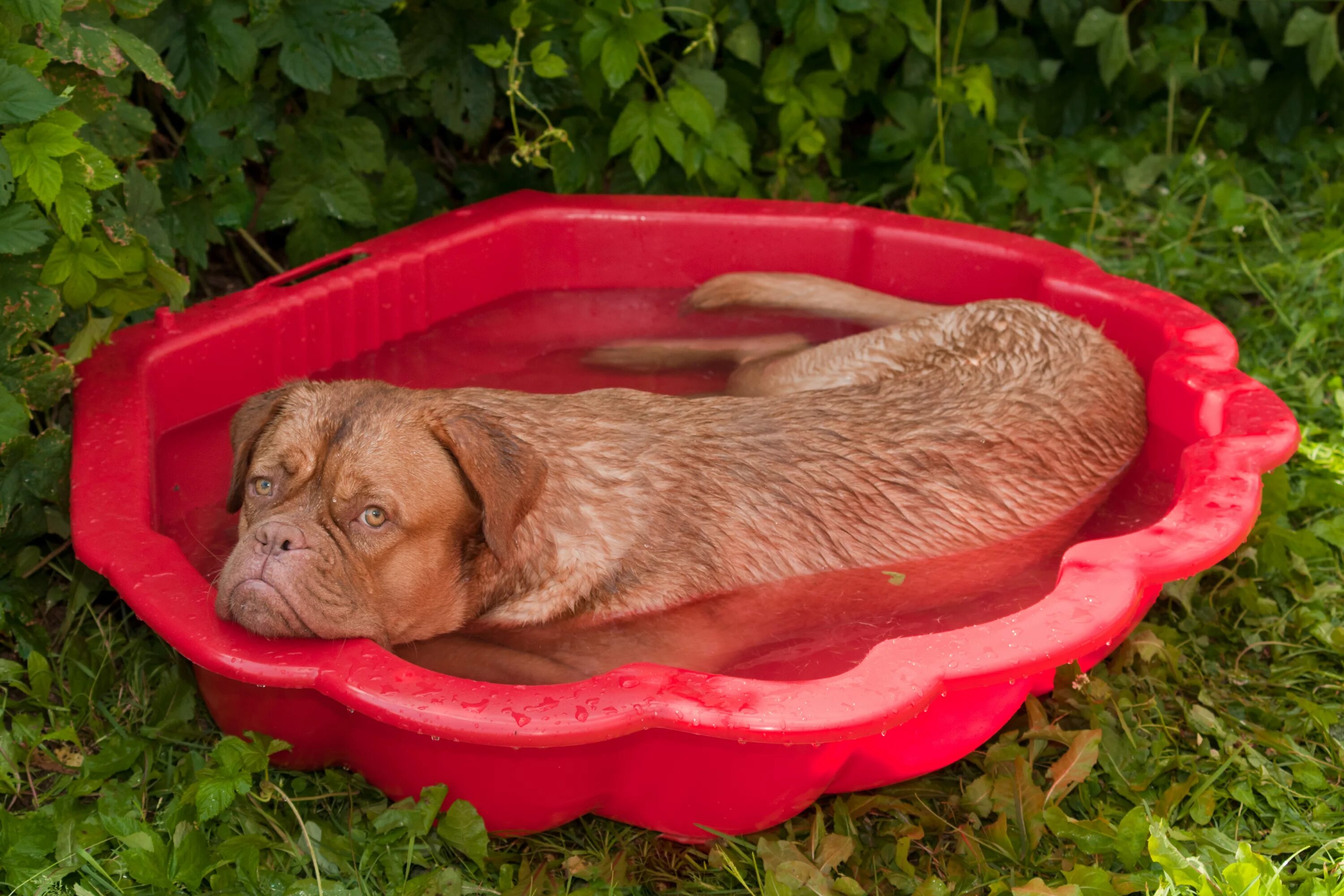 Сколько можно купать собаку. Таз для собаки купания. Тазик для купания собак. Лето жара животные. Собаке жарко.
