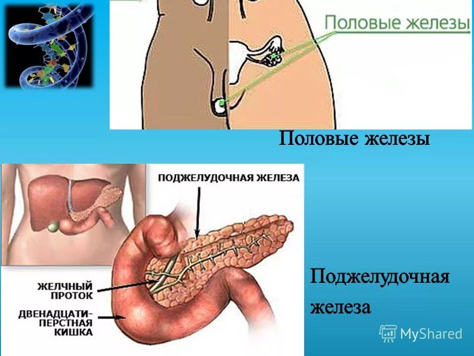 Можно ли удалить поджелудочную железу полностью