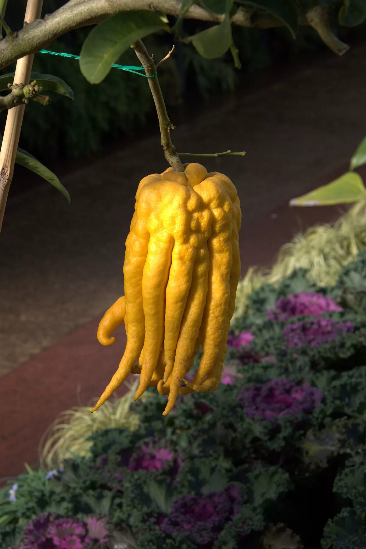 картинки фрукта будда. китайская груша в форме будды. аурантиата цитрон. будда. рука будды цитрус.