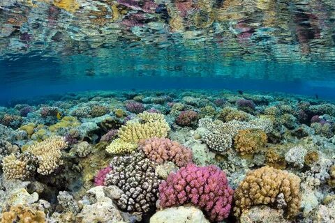 В каком из морей обитают коралловые рифы