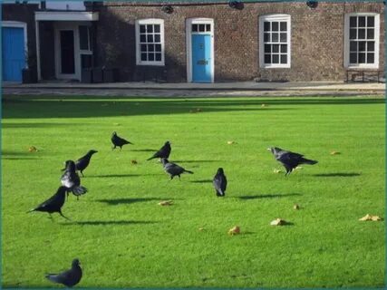 Six ravens
