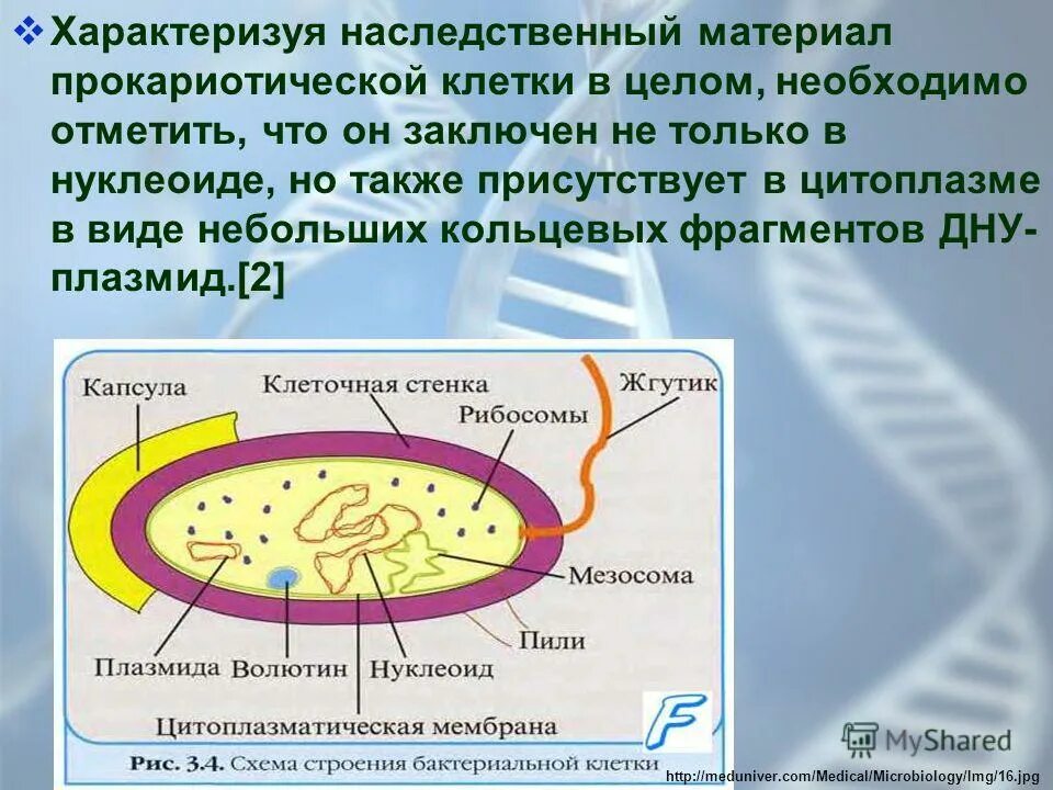 Нуклеоид бактериальной клетки. Нуклеид микробиология. Нуклеоид бактериальной клетки функции. Днк и нуклеоид у прокариот. Днк и нуклеоид у прокариот.