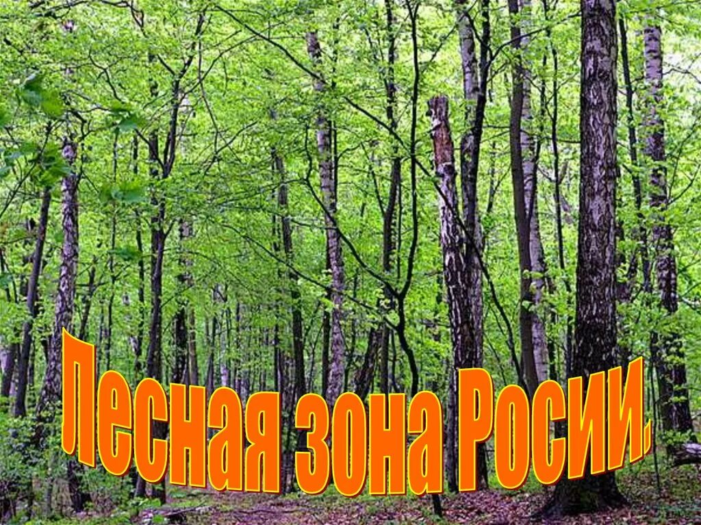 Урок лесная зона. Леса России презентация. Лесная зона. Проект на тему Лесная зона. Лес для презентации.