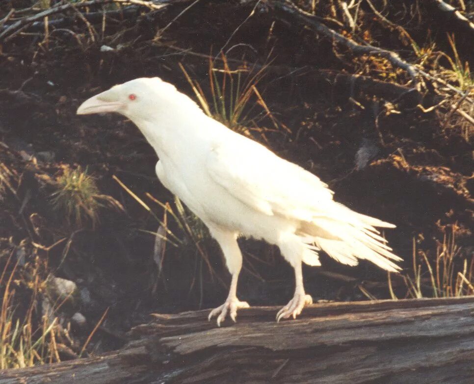 Грач альбинос. Белая ворона альбинос. Ворон альбинос. Особь альбинос "белая ворона". Птица объявится белая ворона