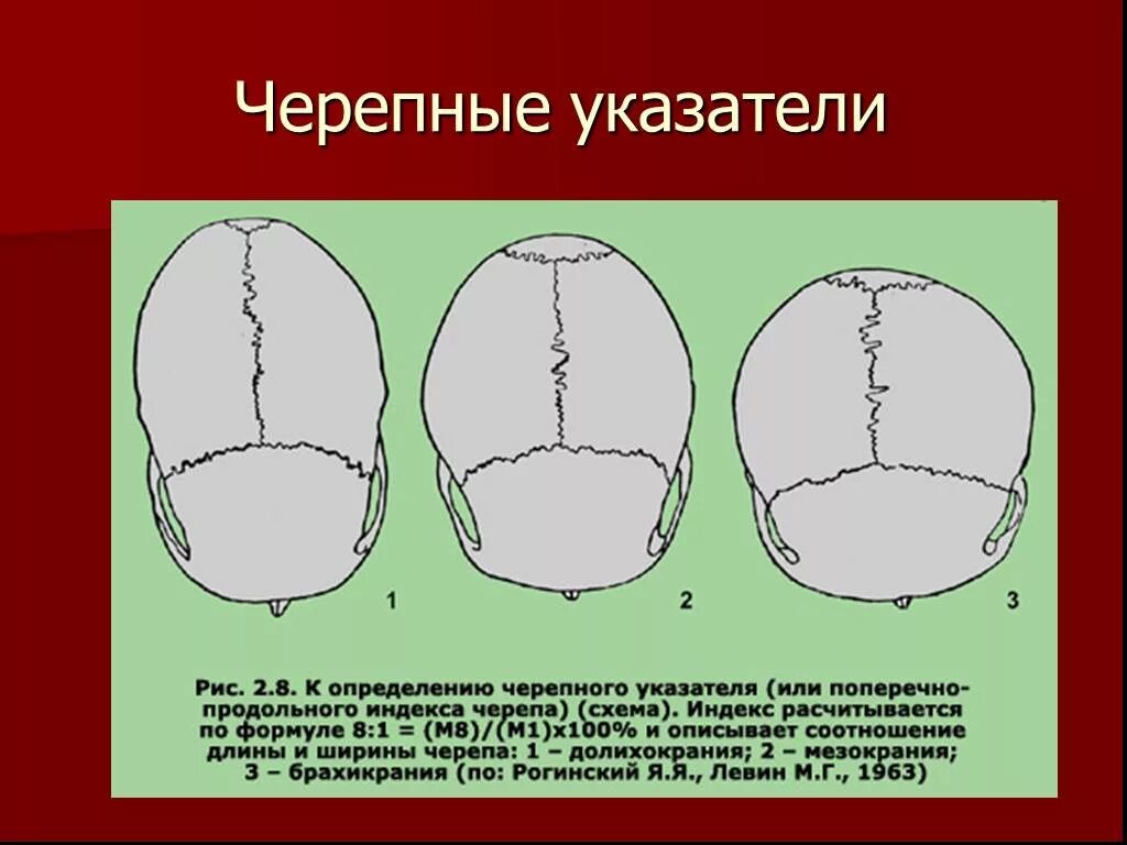 Варианты формы черепа. Формы черепа человека. Виды форм черепа. Разные формы черепа у людей.