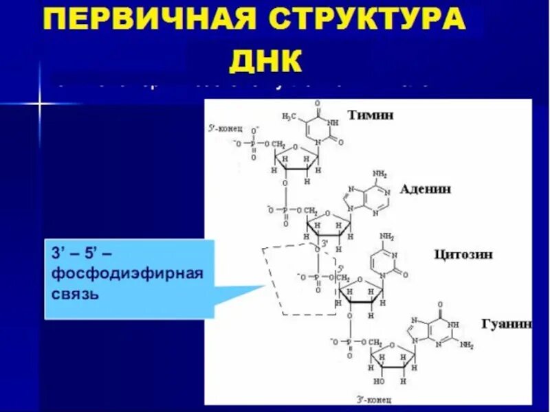 Определить первичную структуру синтезируемого белка