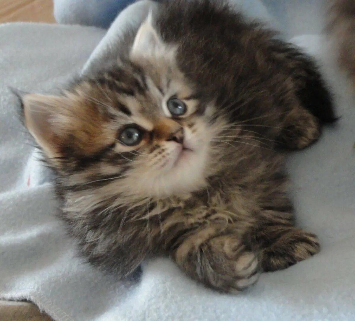 Kitten much