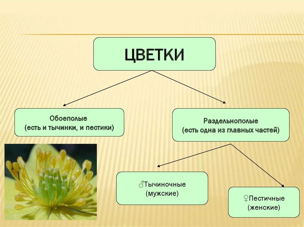 Растения с обоеполыми цветками. Схема обоеполого и раздельнополого цветка. Обоеполые и раздельнополые цветки. Обоеполые и раздельнополые цветки примеры. Цветки обоеполые раздельнополые пестичные тычиночные.