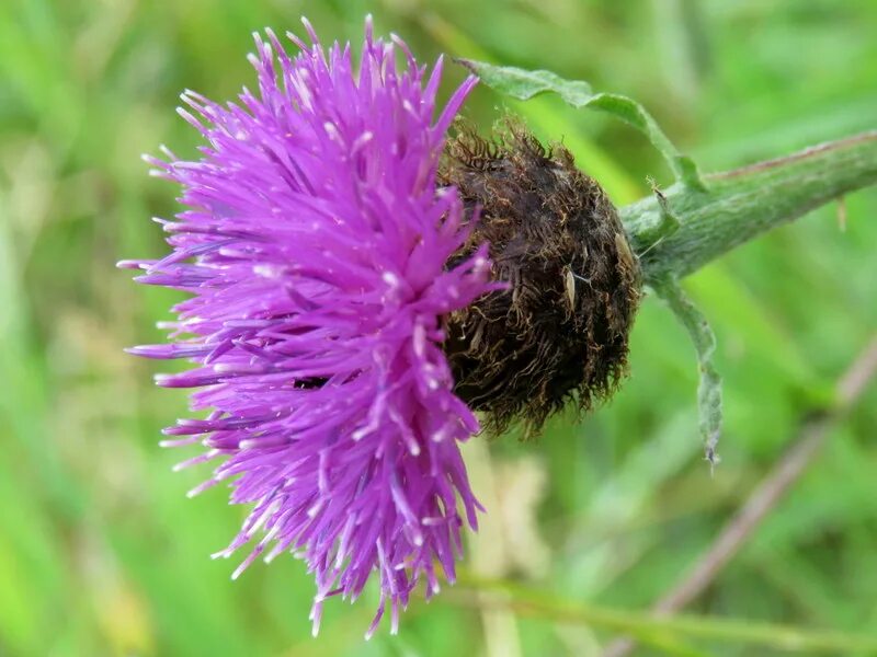 Centaurea nigra. Полевые цветы Англии. Полевые растения Англии.