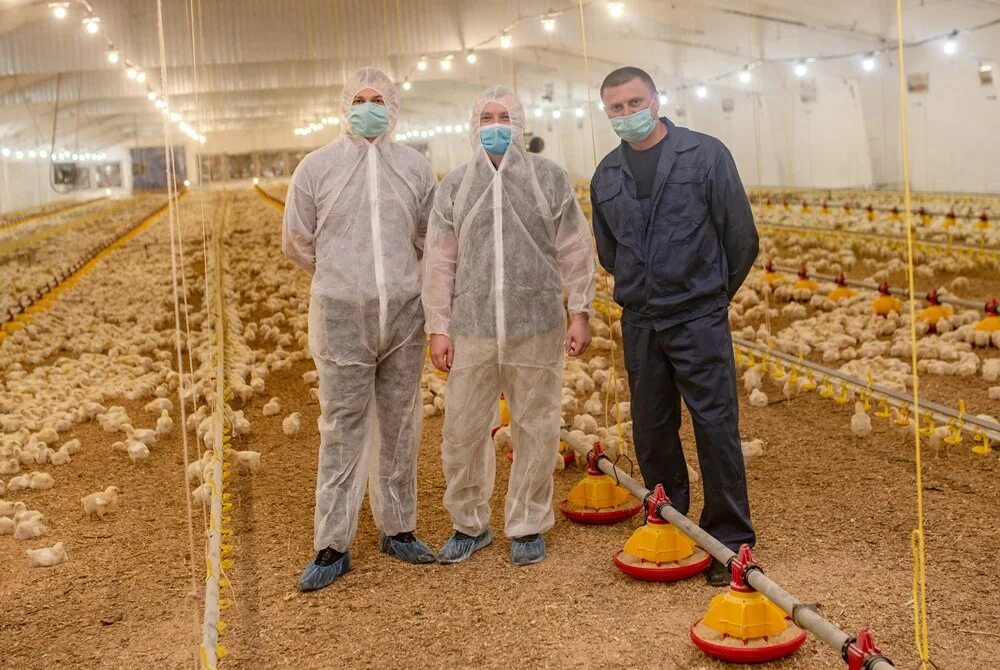 Синявинская птицефабрика 2022. Агрохолдинг птицефабрика "октябрьская". Руководитель птицефабрики. Садыхов сеймур сахибович черкизово. Аксайская птицефабрика.