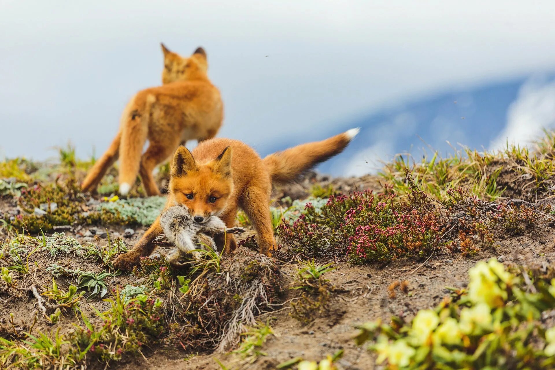 Шантарские острова животные. Национальный парк Шантарские острова. Шантарские острова лиса. Крымская Горная лисица.