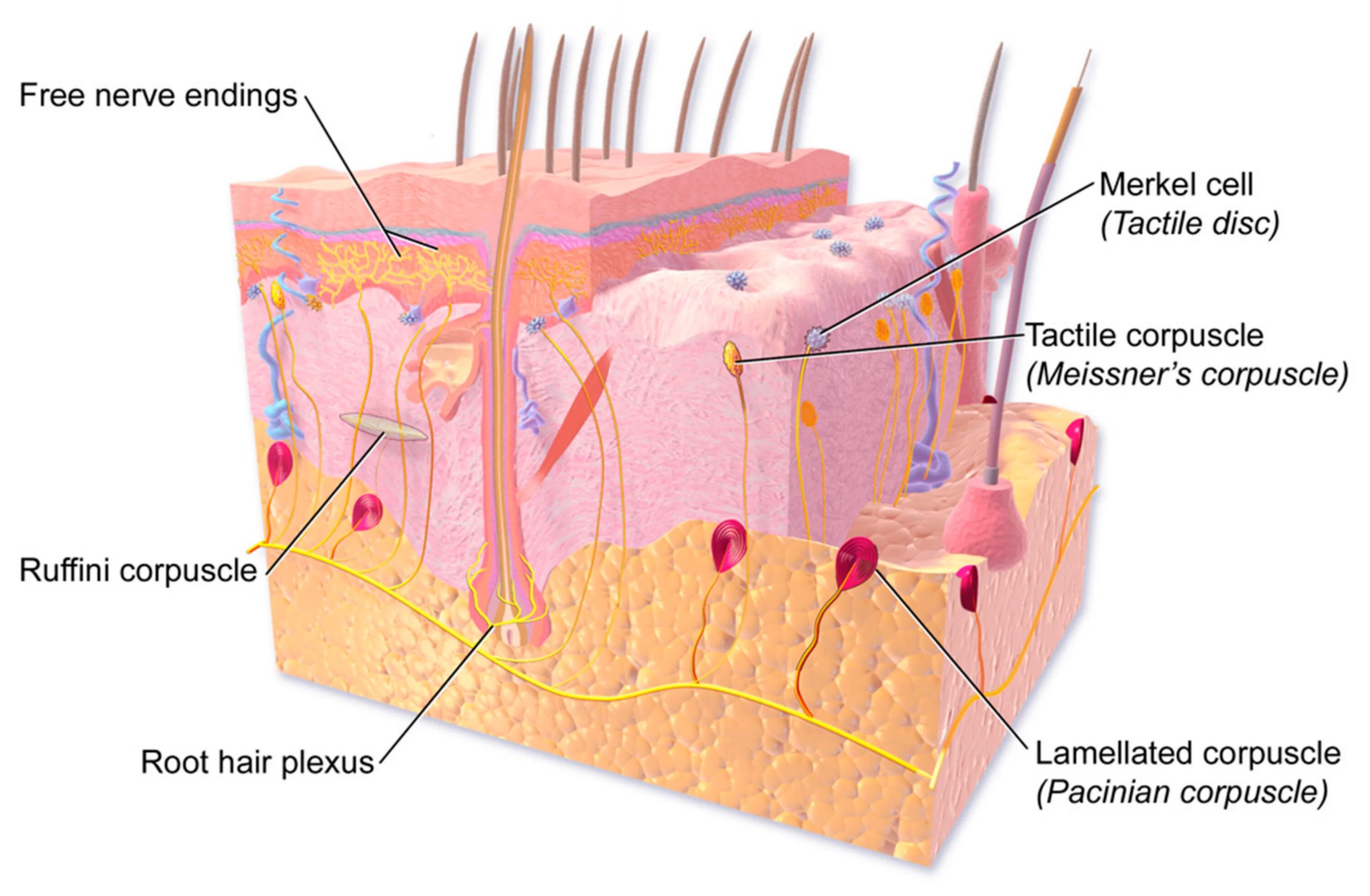 Клетки Меркеля. Рецепторы нерв в коже. Строение клетки Меркеля. Клетки Меркеля в коже.