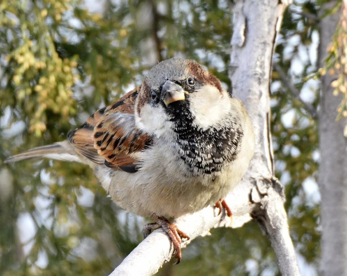 Воробей домовый passer domesticus. Passer domesticus (l.) - домовый Воробей. Полевой Воробей ареал. Ареал домового воробья.