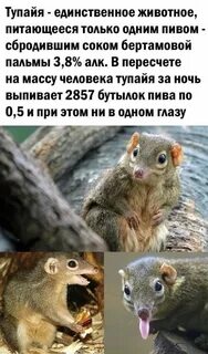 Тупайя чем питается