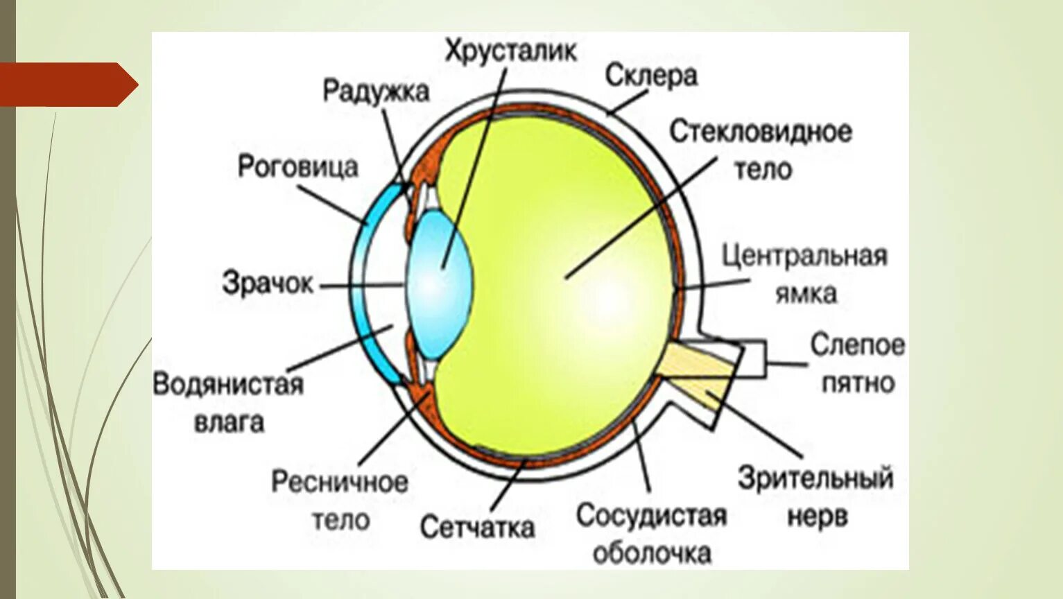 Рассмотрите белочную оболочку определите ее цвет. Строение зрительного анализатора глазное яблоко. Белочная оболочка глазного яблока. Строение глаза спереди. Строение глаза анатомия оптическая система.