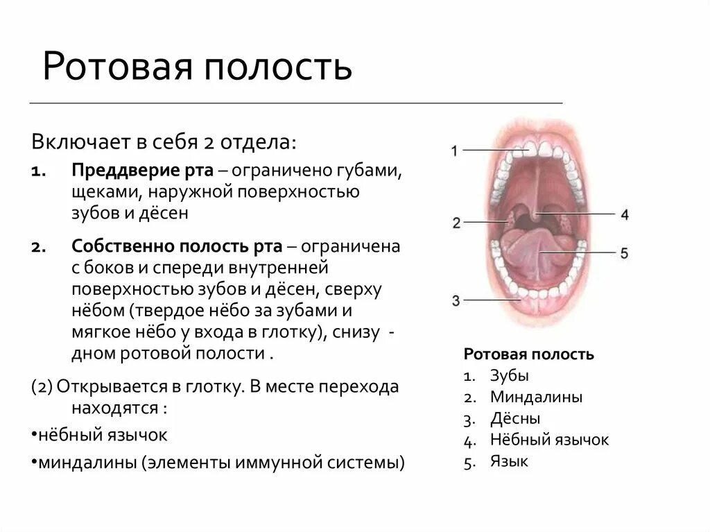 Систему языка образуют