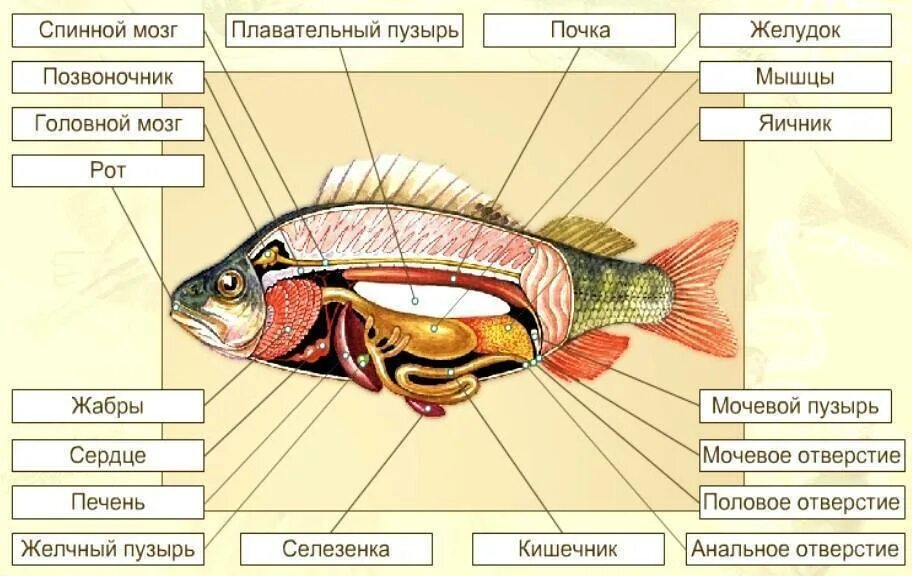 Наружное строение костной рыбы. Внутреннее строение костной рыбы схема. Внутреннее строение костной рыбы 7 класс биология. Нарисовано внутренние строение костной рыбы. Внутреннее строение карася