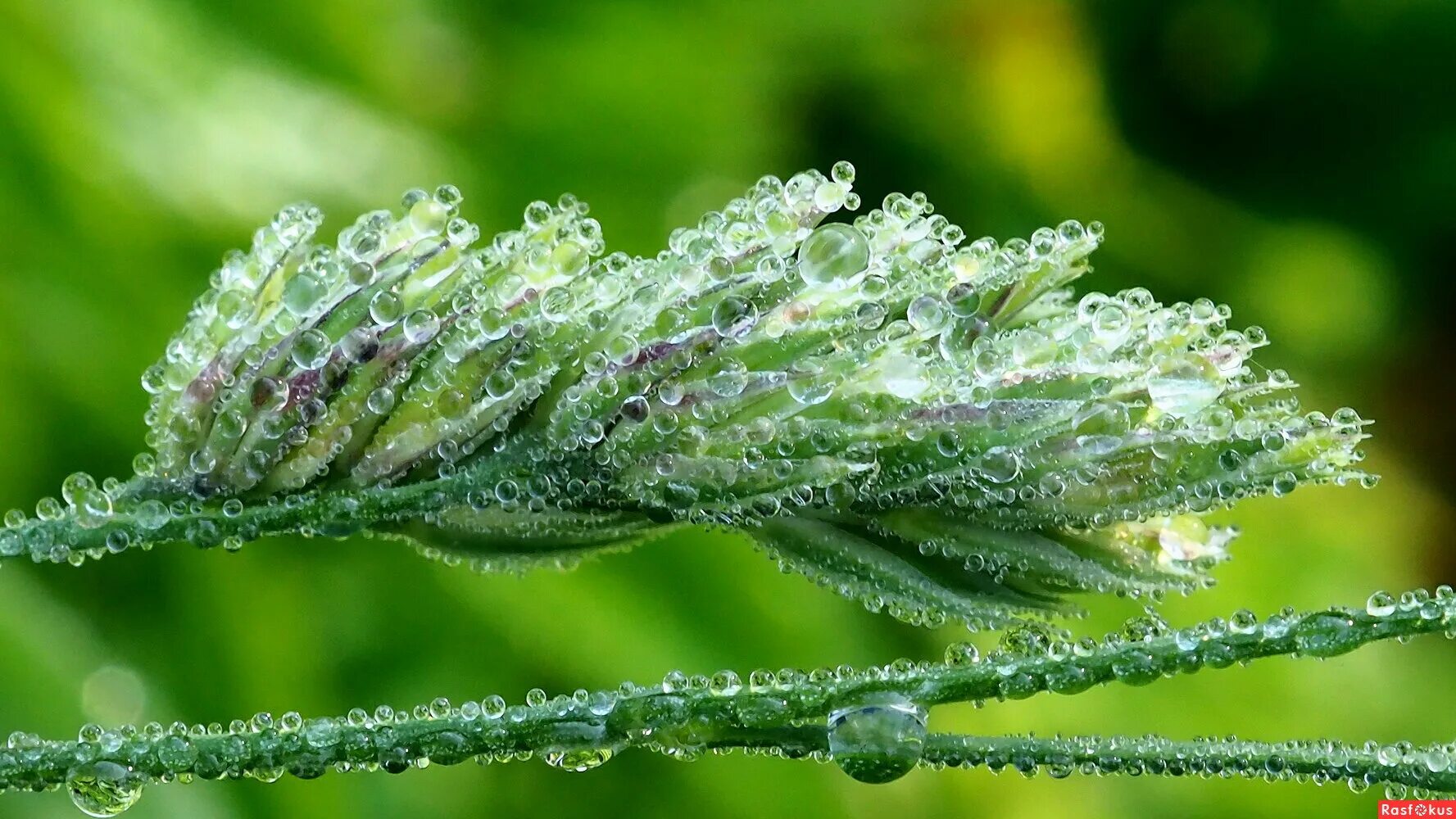 роса утром на траве. роса в поле. росистый. росистое утро. утренняя роса в поле.