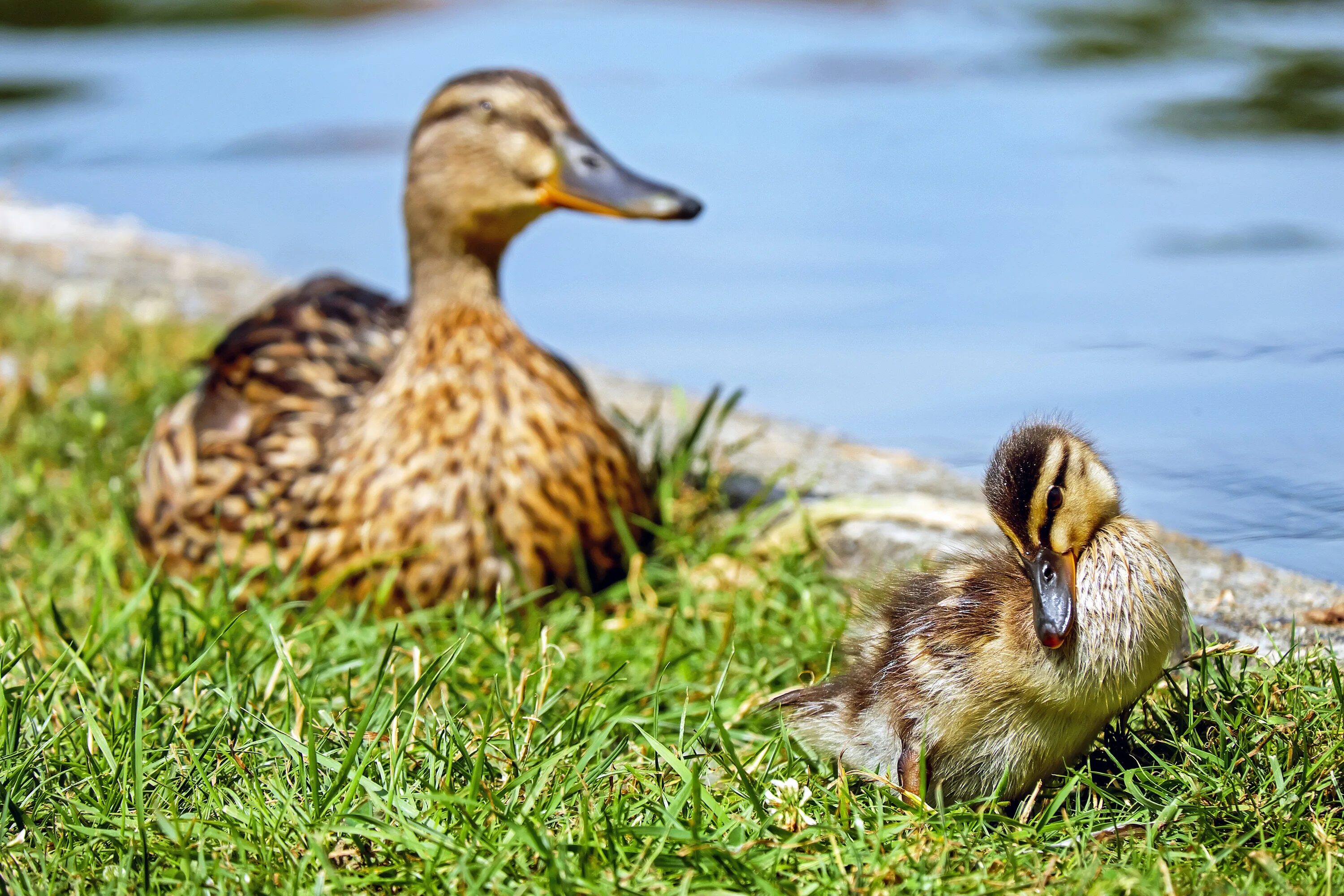 Ducking ru. Дикая утка кряква. Дикие утки птенцы кряква. Утка селезень утята. Уточка кряква.