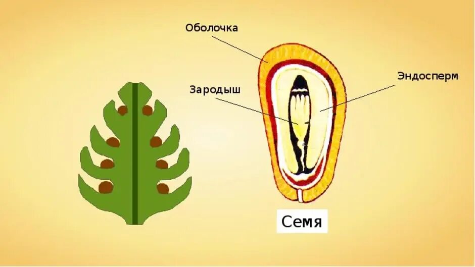 Эндосперм семени ели. Строение семени сосны обыкновенной. Строение семени голосеменных растений. Строение семени сосны обыкновенной рисунок. Из чего состоит семя сосны биология 6 класс.