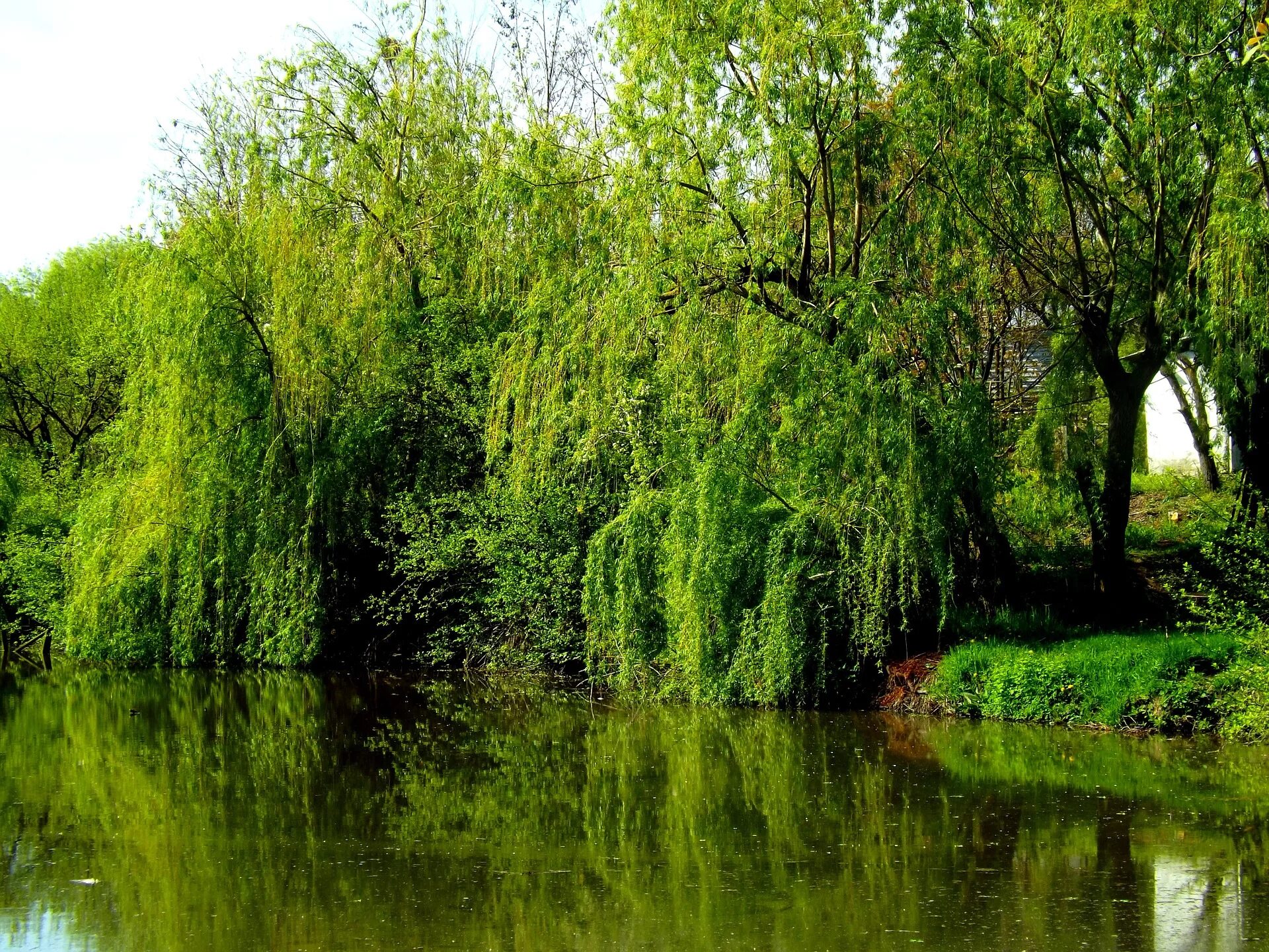 Заросли вдоль реки