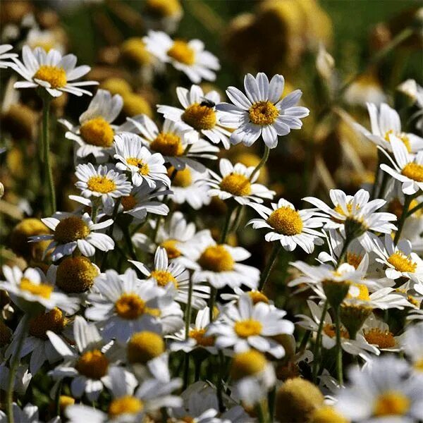 Ромашки является. Матрикария хамомилла. Ромашка дисковидная. Ромашка аптечная плод семянка. Ромашка аптечная – chamomilla recutita.