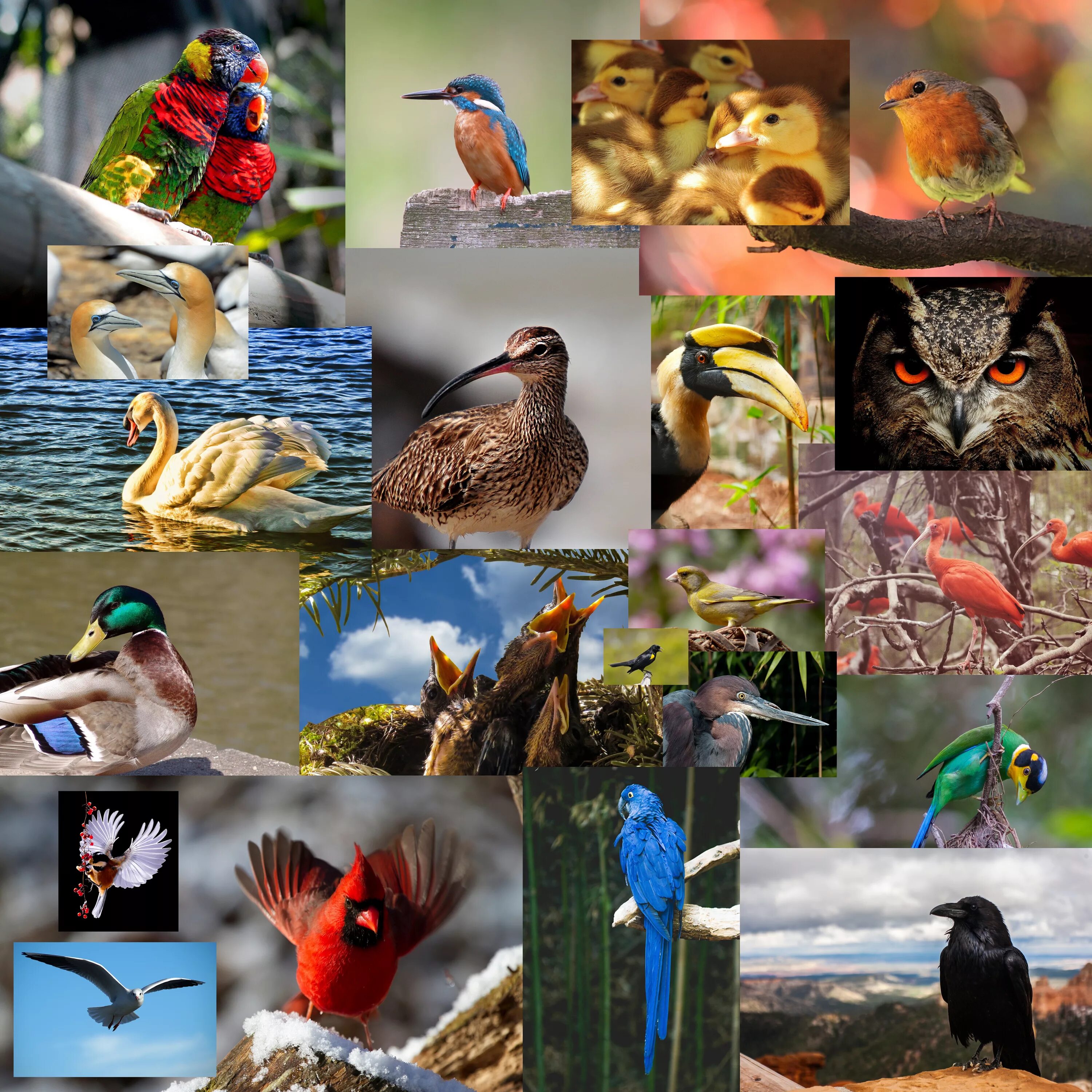 Многообразие птиц. Много птиц. Биоразнообразие птиц. Птицы многообразие видов.