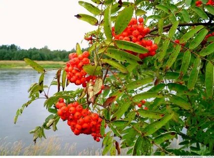 Рябина зреет сентябре и соком наливается слушать