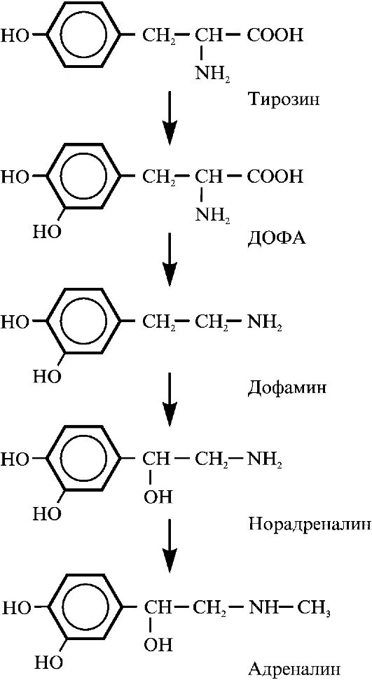 Тирозин биохимия. Функции тирозина биохимия. Метаболические пути фенилаланина и тирозина. Монооксигеназы биохимия. Схема превращения фенилаланина и тирозина.