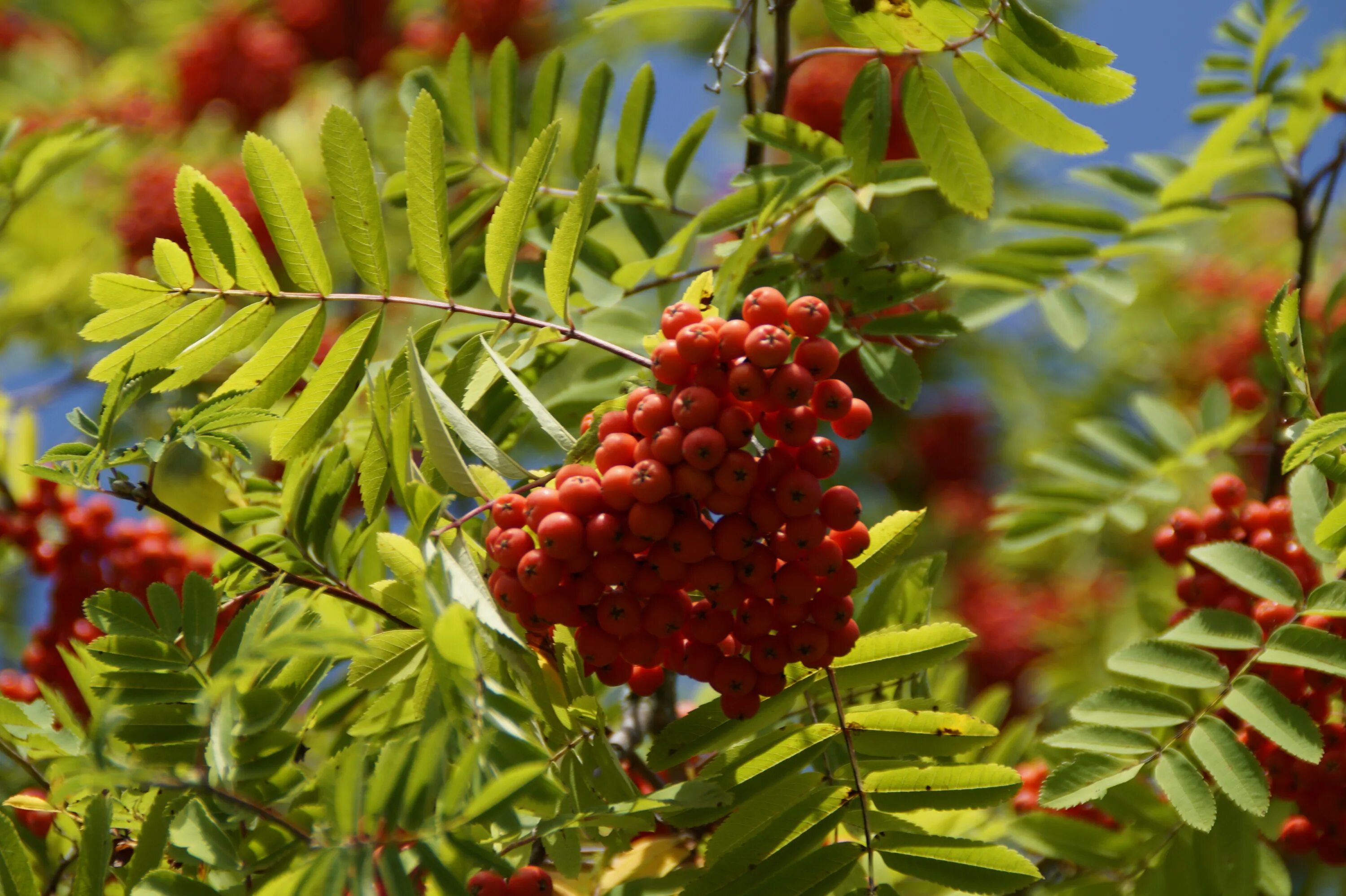 Рябина обыкновенная sorbus aucuparia. Рябина по английски. Рябина обыкновенная дерево. Рябина моравская. Рябина по английски.
