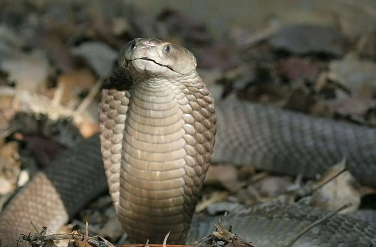 The cobra is a common poison