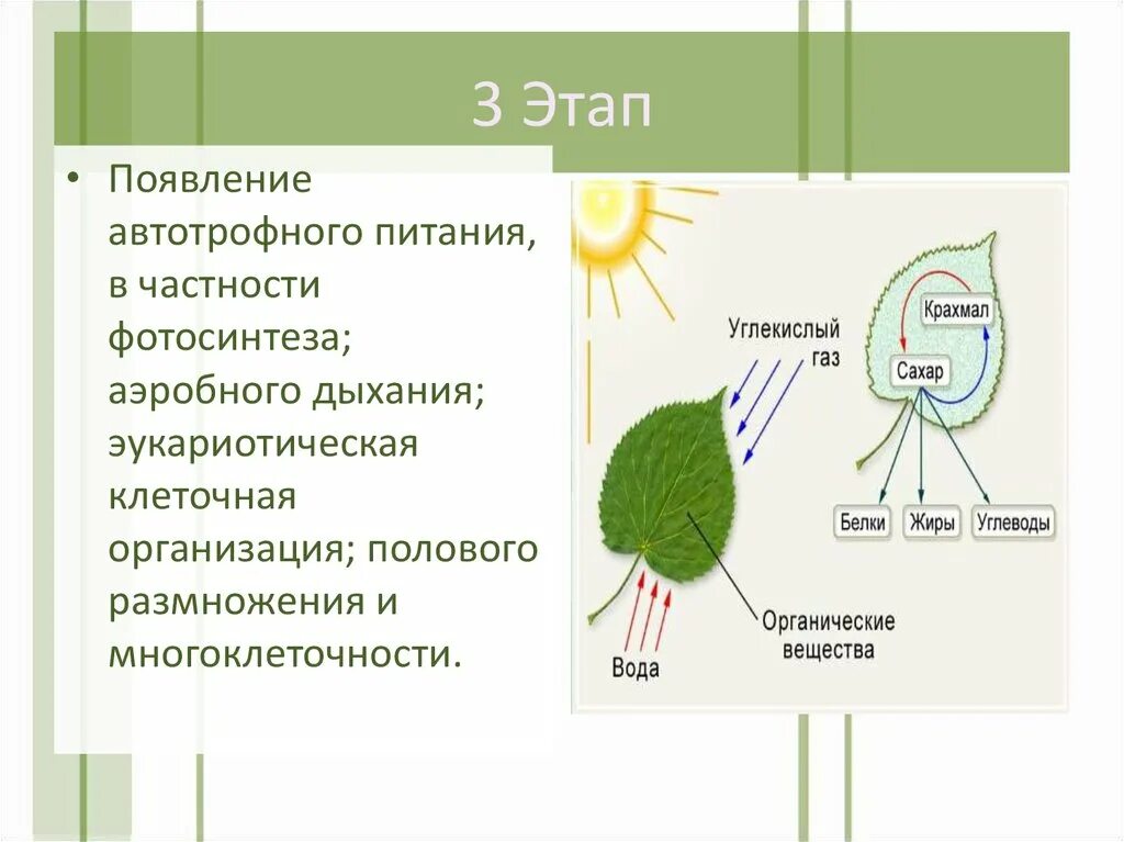 Обеспечивает автотрофное питание клетки. Появление фототрофного питания. Этапы автотрофного питания. Возникновение автотрофного типа питания. Возникновение автотрофного типа питания и аэробного обмена.