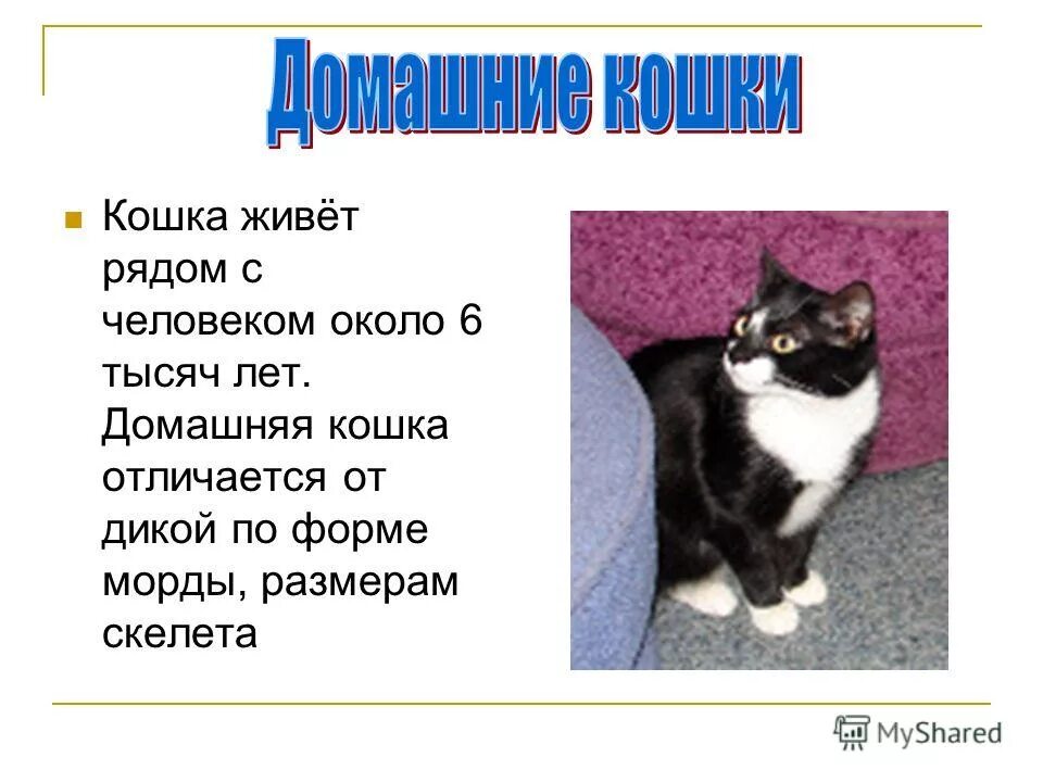 Кошачья любовь с надписями. Почему и как мурлыкают кошки. Кот лежит на девушке. Почему кошки ложатся на человека. Кошка спит на человеке.