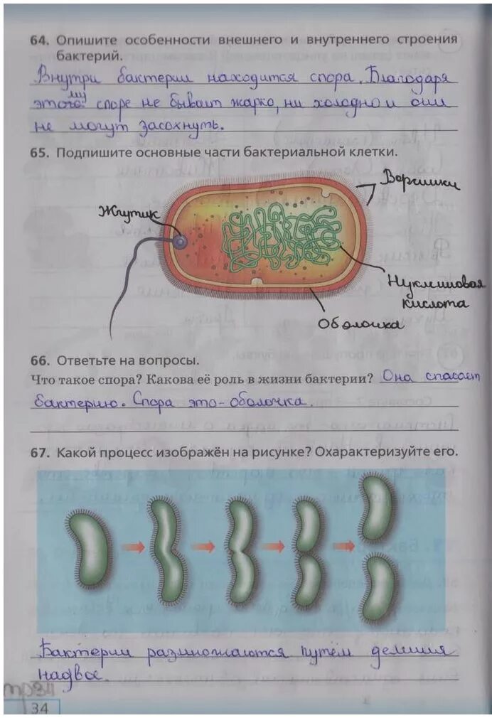 Конспект по биологии 5 класс. Особенности внешнего и внутреннего строения бактерий. Домашние задания по биологии. Опишите особенности внешнего и внутреннего строения бактерий. Биология 5 класс стр 16 ответы
