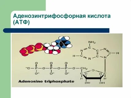Что входит в атф