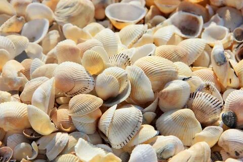 Морской оптом
