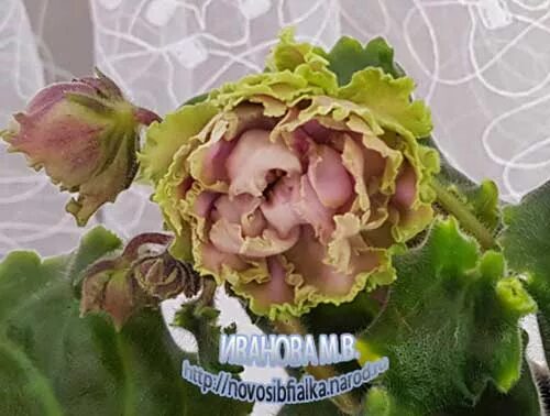 Расплетало лето косы фиалка - Арт Минск.ру