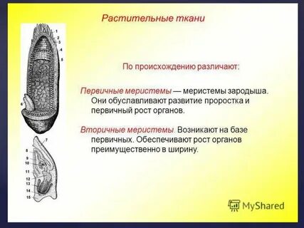 К первичным меристемам относится